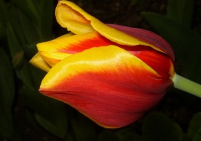 http://trzyzero.files.wordpress.com/2008/03/tulipan.jpg